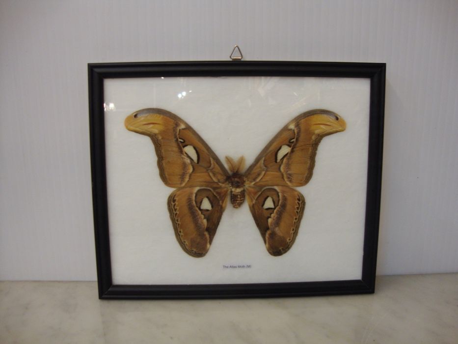 Borboleta de grandes dimensões
