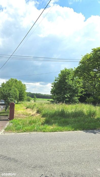 Duża działka przy lesie - Widok 4
