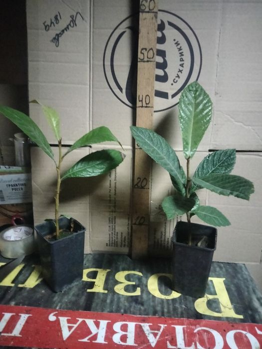 ИНЖИР САЖЕНЦЫ), ПРОДАМ,хурма, киви, гранат, фисташка,