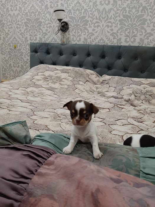 Гладкошерстные детки чихуахуа разные окрасы.