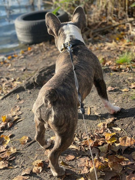 Французский бульдог мальчик ищет девочку