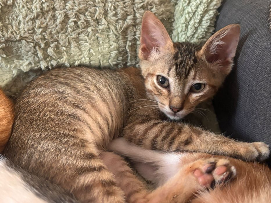 Gatinhos para adoção
