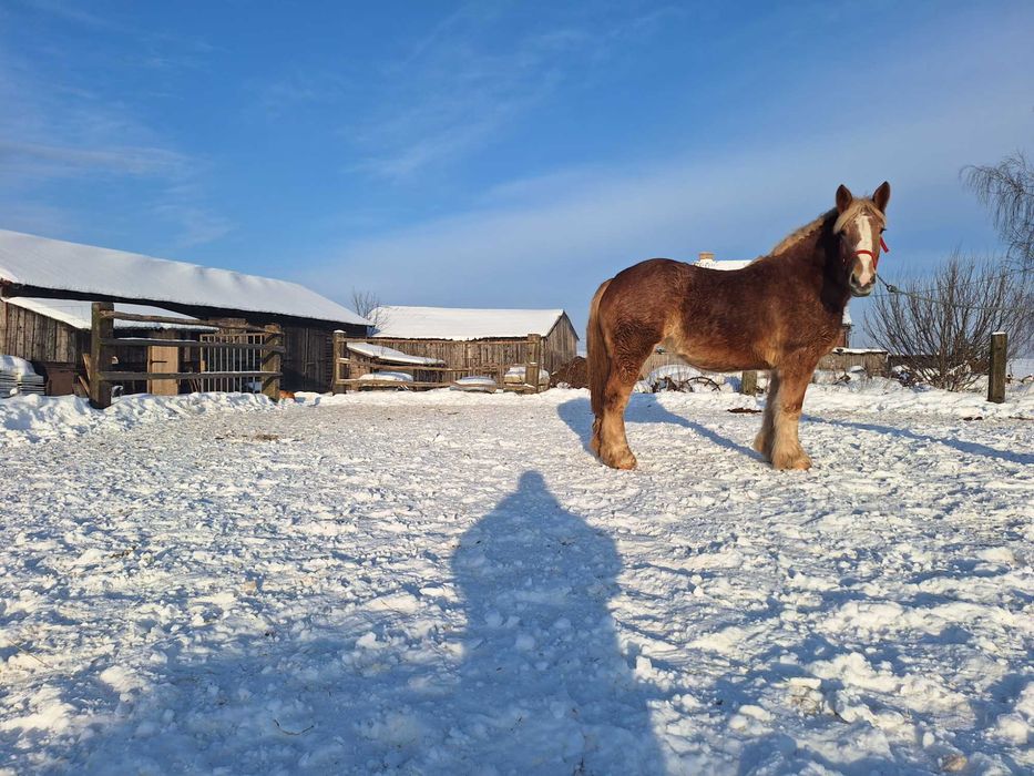 Arden Polski Klacz Baszta