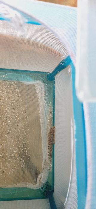 Цихлазома чернополосая, цихлида, и сомята