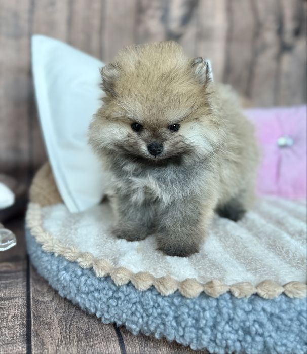 Pomeranian śliczna mini laleczka miś bo