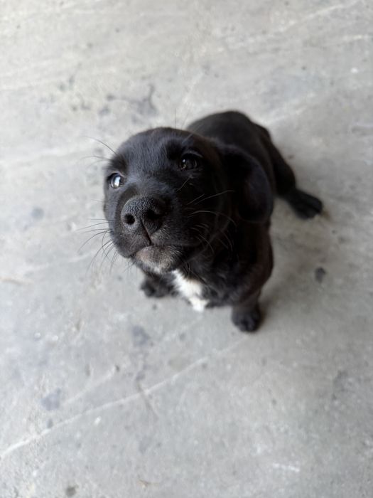 Cao bebe para adocao