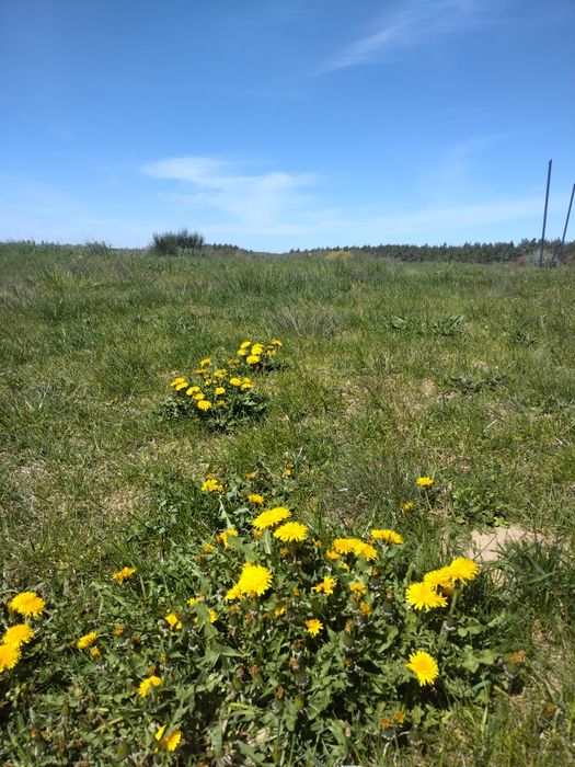 Mniszek lekarski na przetwory syropy nalewki