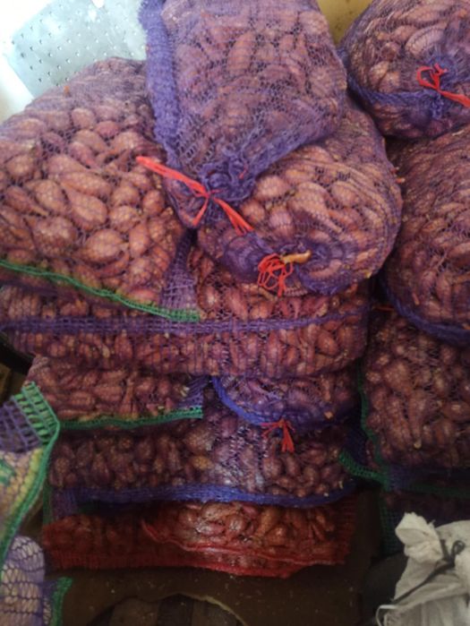 Кущівка цибулька