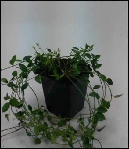 BARWINEK zadarniający  10 sztuk piękne  duże sadzonki 50 cm na skarpy