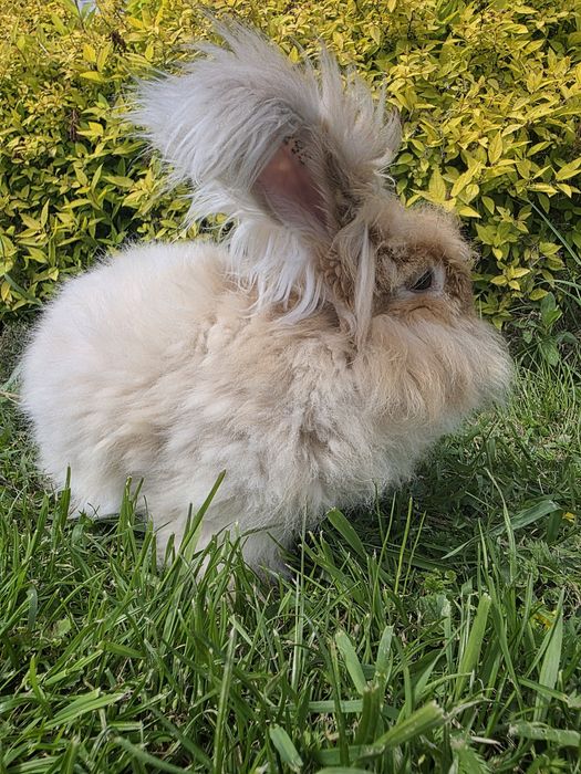 PARA Angora  żółta gelb  puchatki króliki rude