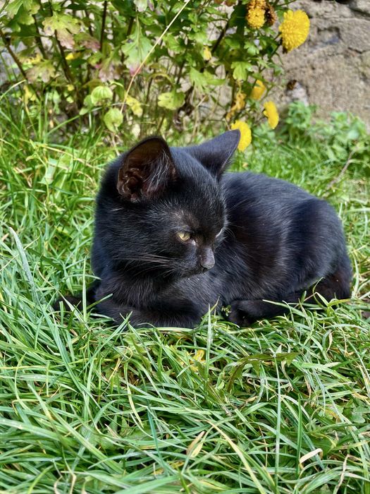 Віддам в добрі руки