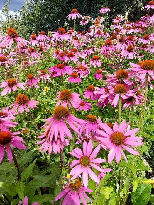 Jeżówka purpurowe Pojemni 5l C5