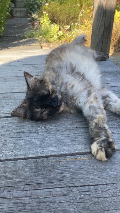 Kotka 6 letnia do oddania - TARNÓW