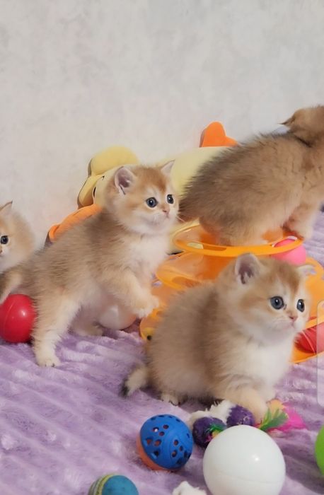 Шотландські кошенята золота шиншила