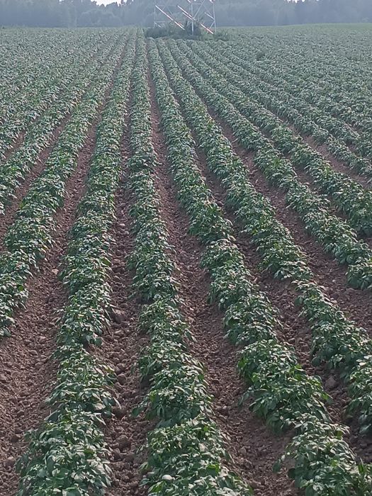 Ziemniaki wielkości sadzeniaka