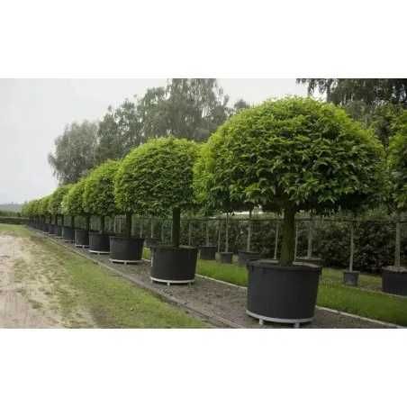 Vasos grandes para árvores e plantas de grande porte (novos)