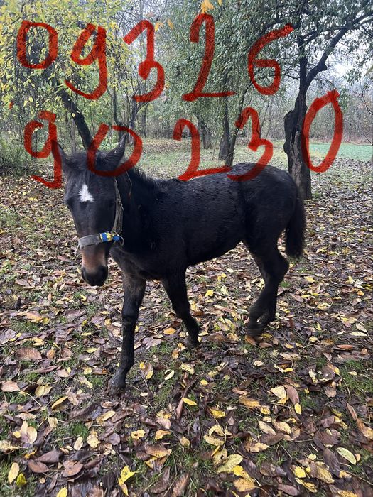 Продам Лошичка 6 Місяців