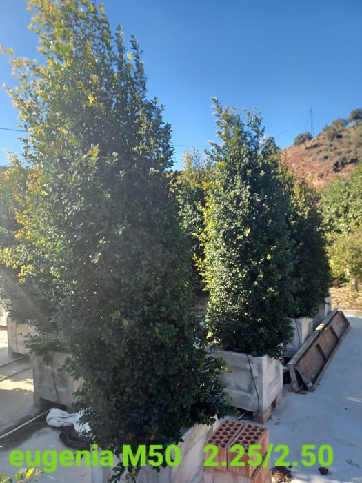 Eugenia newport para sebe