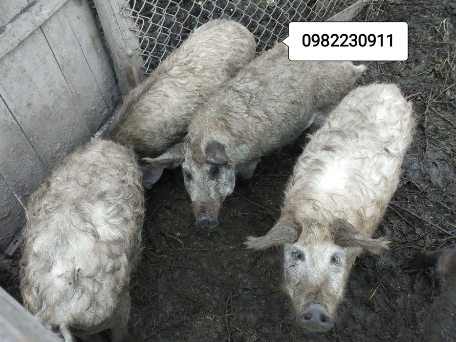 Свині на племя,мангалиці. мангалиця ,ТУШКИ (м'ясо, сало) 150 гр/кг ЕКО