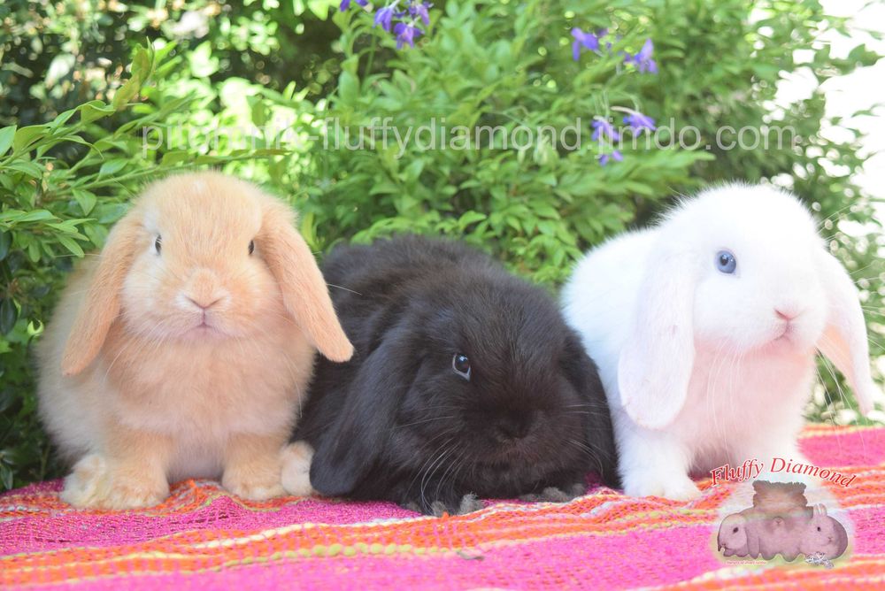 Сейчас есть большой выбор вислоухих крольчат NHD. Кролик из питомника