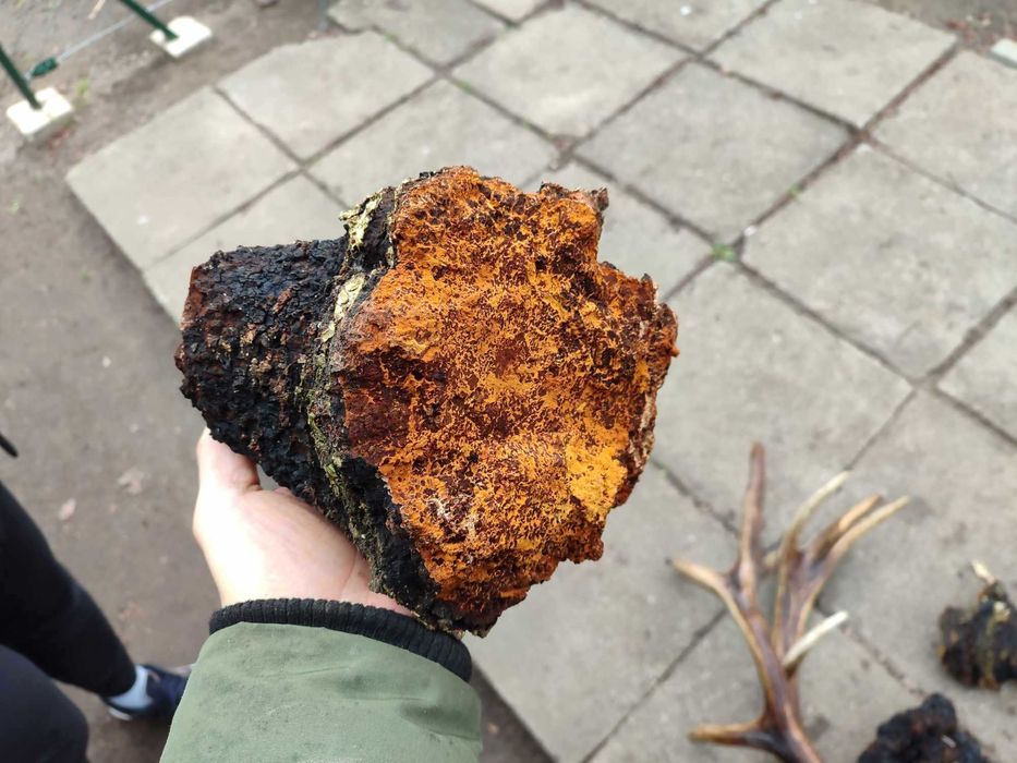 Czaga 1kg sucha  błyskoporek  huba