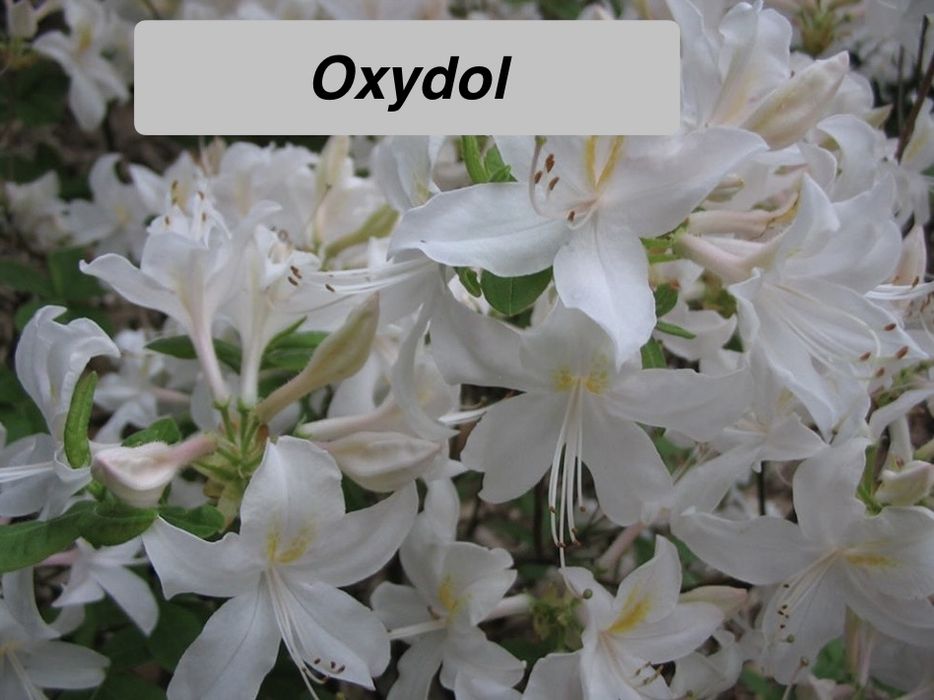 Рододендрон Азалія 11 сортів