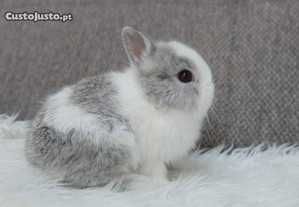 Coelhos anões teddy, mini hôlandes e mini toy muito fofos