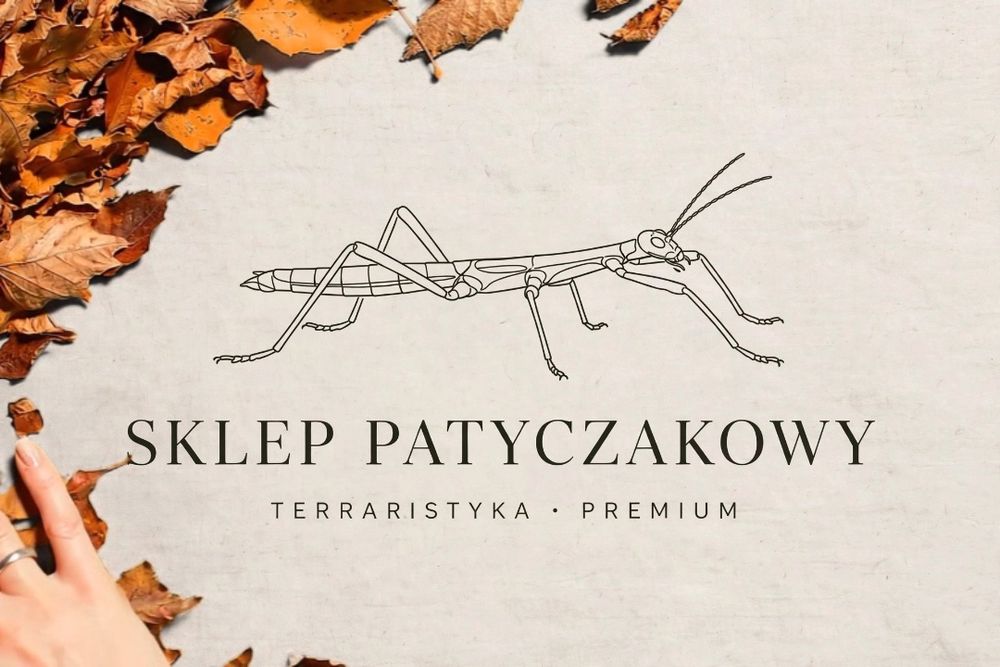 Patyczaki rogate małe
