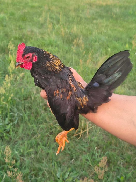 kogutki serama młode