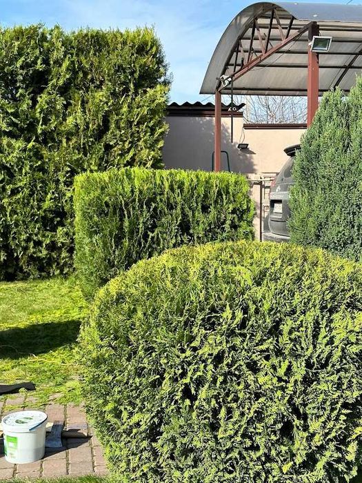 Обрізка дерев, стрижка огорож, спил дерев