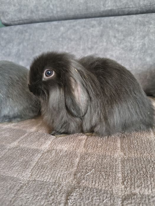 Króliczki miniaturki baranek/lop