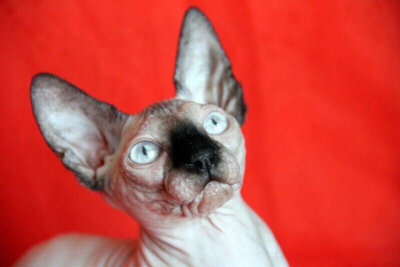 В наличие есть котята девочки и мальчики