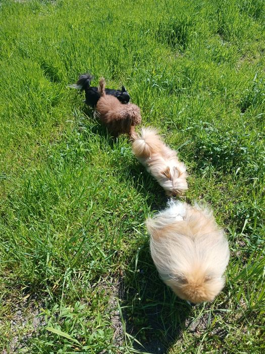 Перетримка собак до 12 кг.  Готель, догсіттер, передержка. Фото/відео