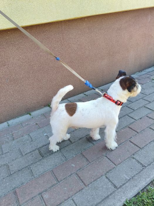 Pies Jack russell terrier reproduktor