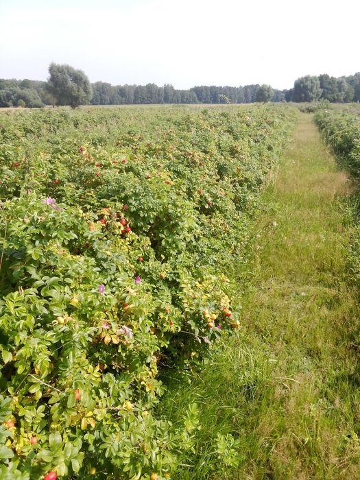 Owoce róży pomarszczonej ekologiczne