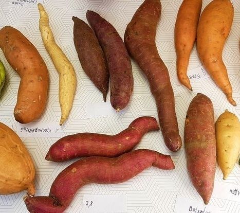 Продается экологически чистый батат