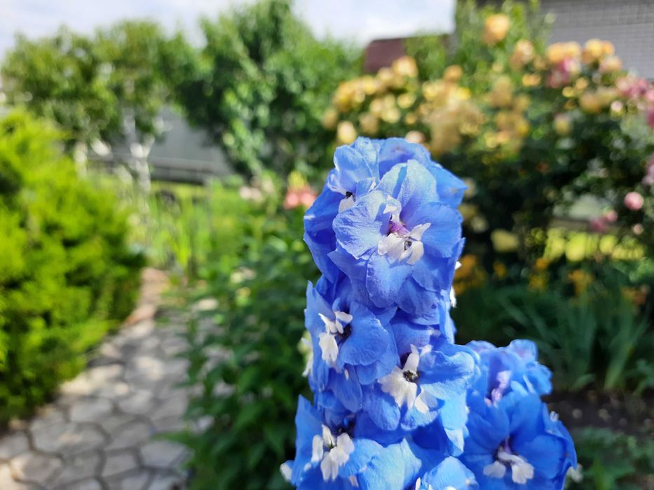 Насіння дельфініума багаторічного