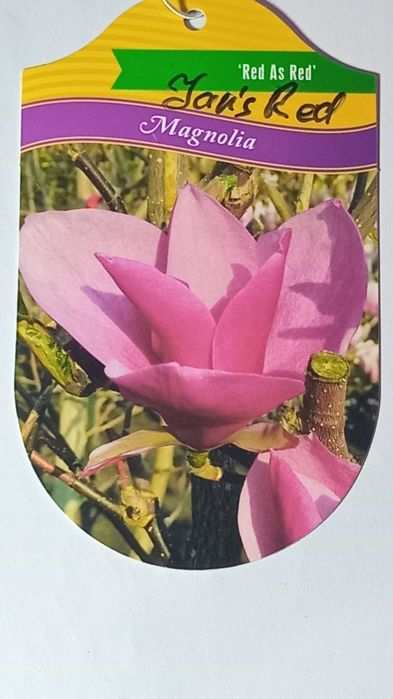 Саджанець Магнолії в горщику