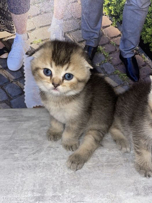 Золота шиншила