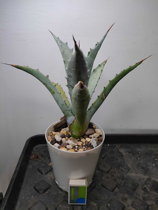 Agawa cerulata, agave