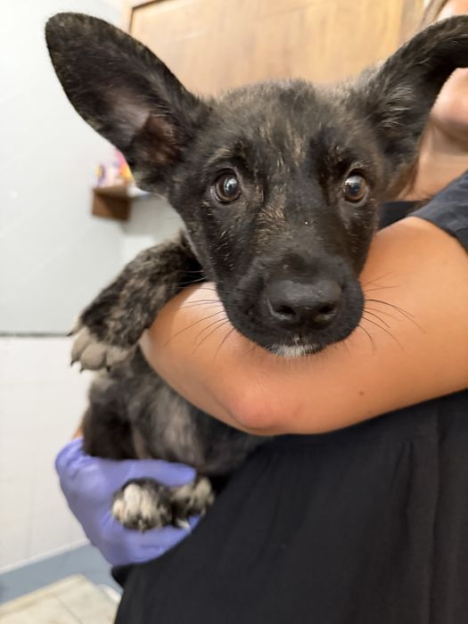 Cachorro bebé para adoção responsavel
