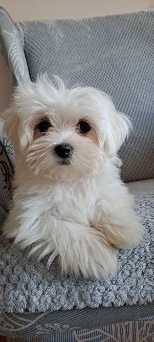 Maltańczyk-mini-piesek