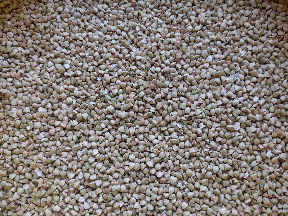 Kasza gryczana niepalona uprawiana w standardzie ekologicznym.