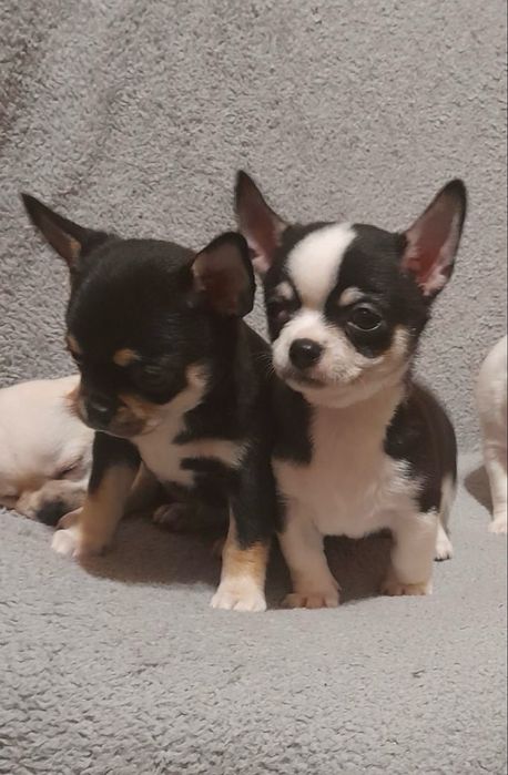 Чудові Чихуашки, хлопчики та дівчатка.