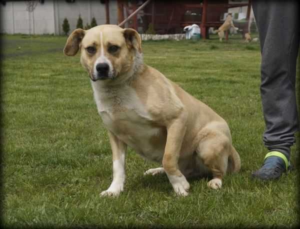 Badi - duży wesoły psiak szuka nowego domku