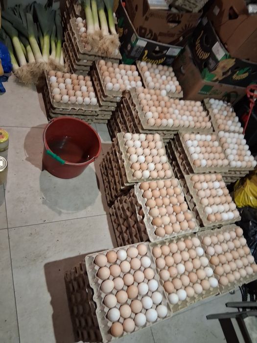 Jajka wiejskie świeże