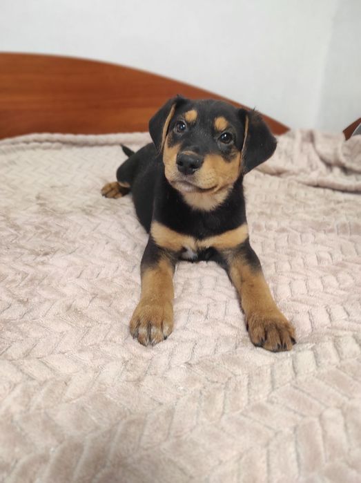 Цуценята в пошуках дому