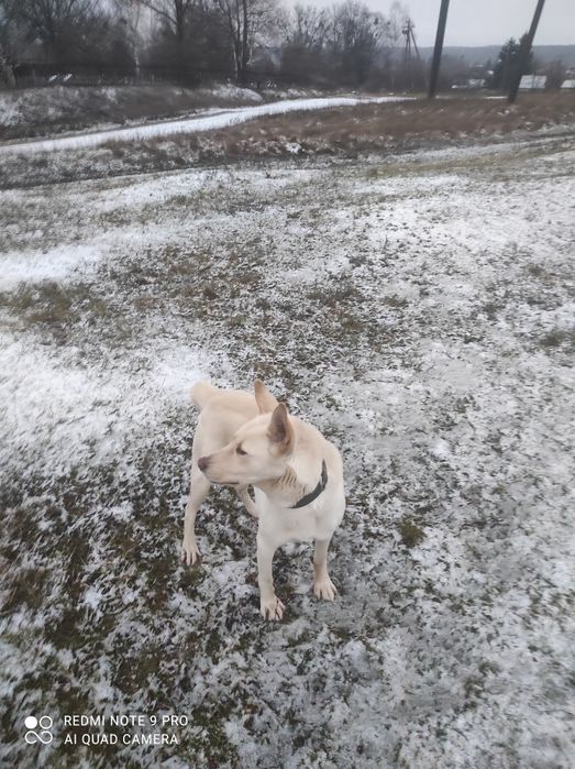 Отдам в хорошие руки добрый, послушный, не болеет,