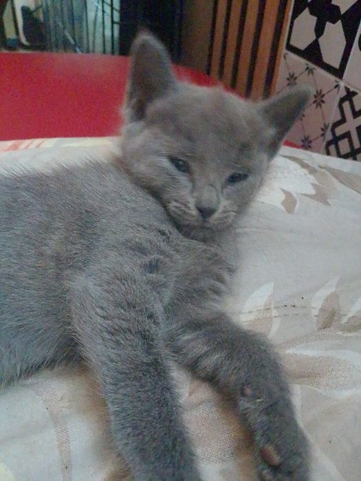 Rosyjskie niebieskie  koty