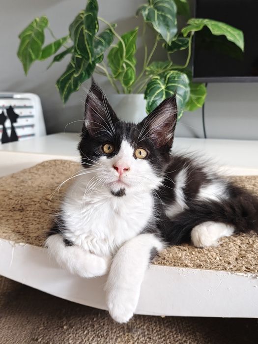Kocurek Maine Coon Gotowy na zmianę domku